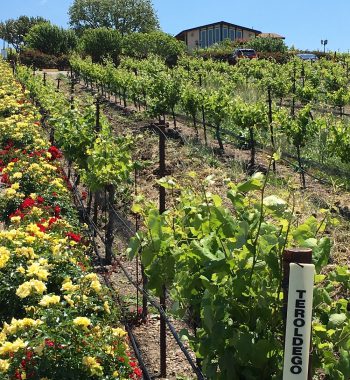 Flowers and vines in the vineyard